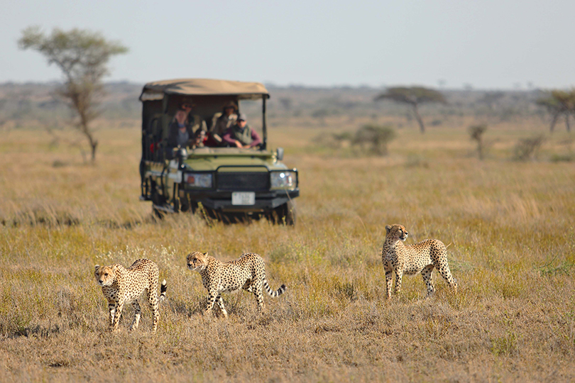 Voyage : quel pays pour un safari photo en Afrique ?