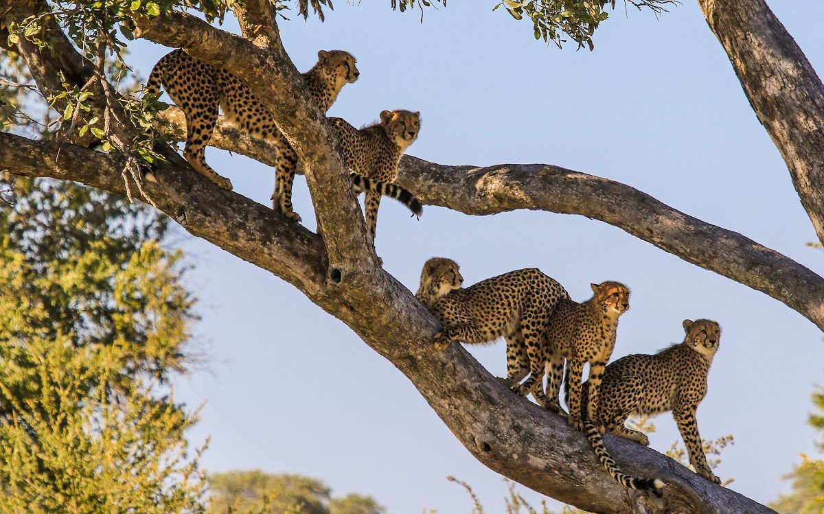 Safari Zimbabwe : une faune riche et variée