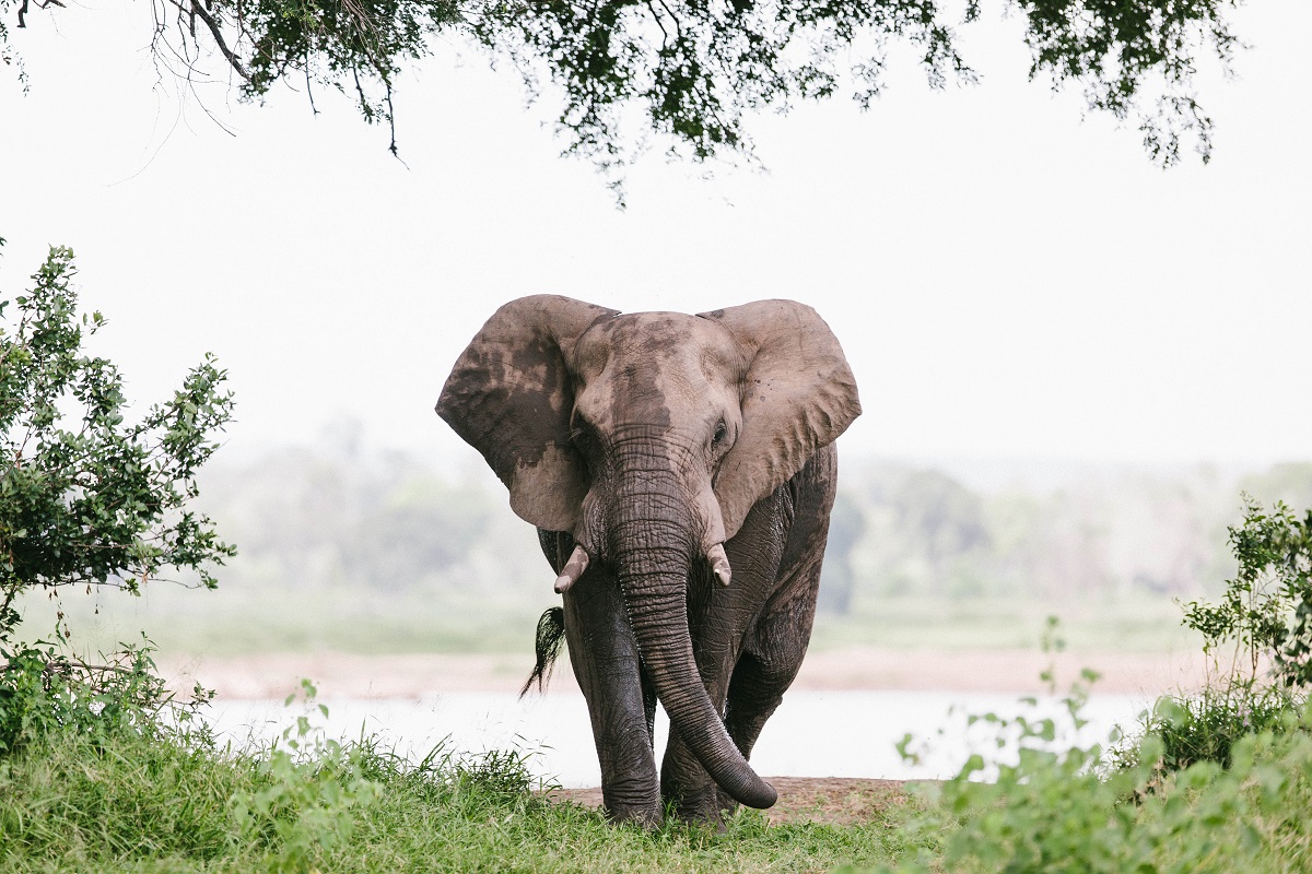 Voyage au Zimbabwe : safari au parc de Gonarezhou