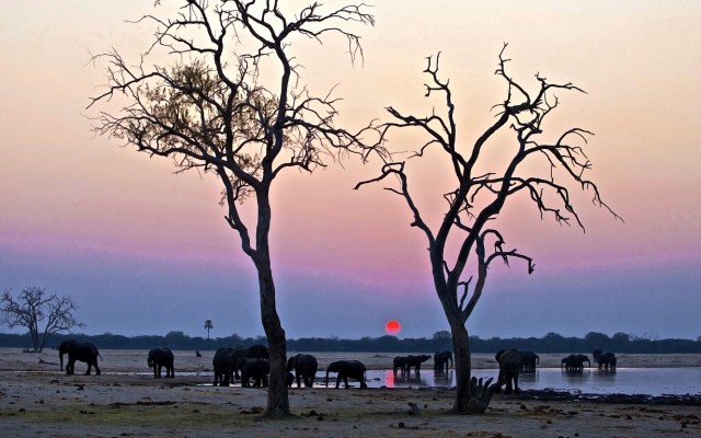 Éléphants au coucher du soleil au parc de Hwange