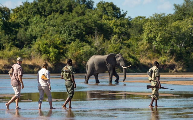 Safari en Zambie