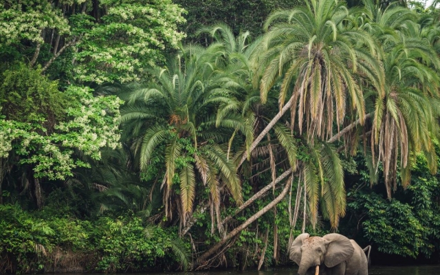 Croisière Safari Voyage Congo Brazzaville