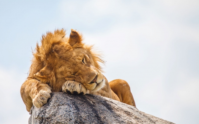 Roi Lion Kenya 