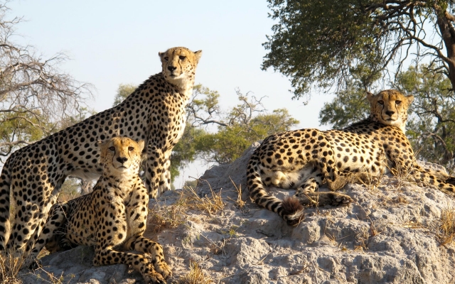 Safari au Botswana, guépards dans la réserve privée de Kwando