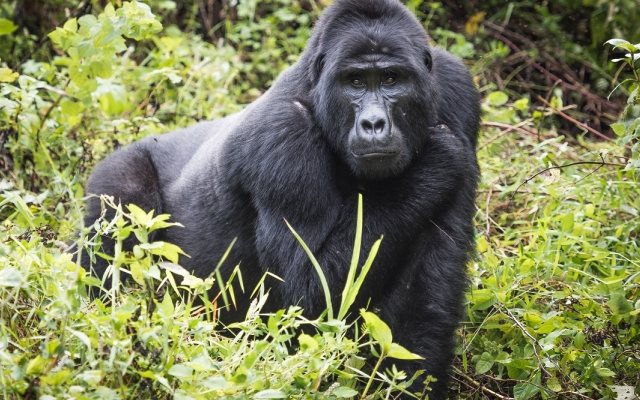 Gorille dos argenté à Bwindi