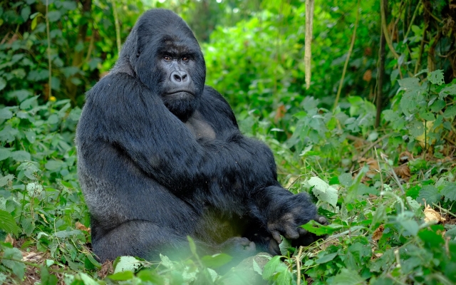 Gorille afrique Rwanda