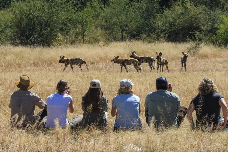 Safari à pied dans le parc de Hwange en compagnie de vos guides