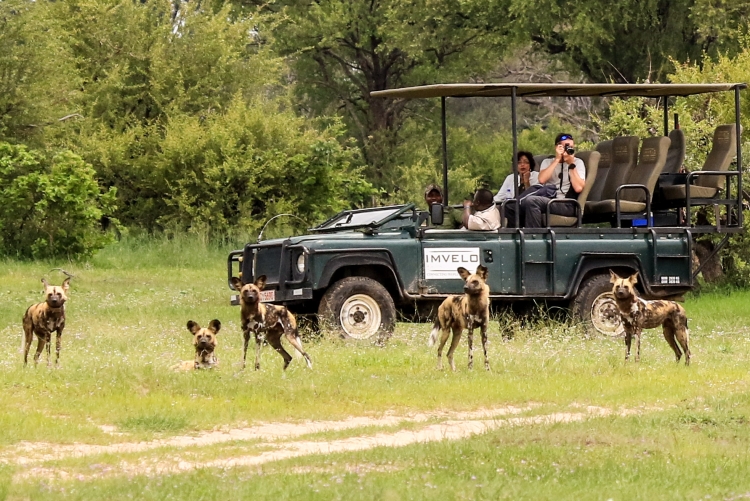 Safari en 4x4 et rencontre avec les chiens sauvages au parc de Hwange, Zimbabwe