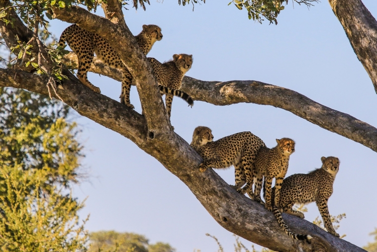 Safari au parc de Hwange : 5 guépards dans un arbre !