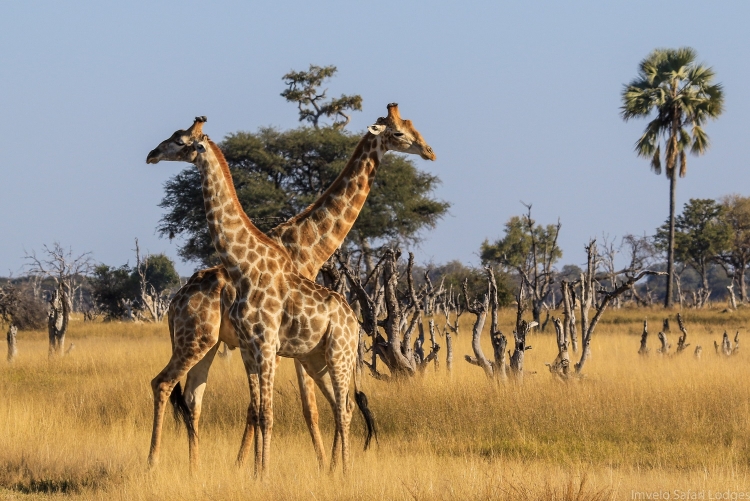 Girafes dans les plaines de Ngamo au parc de Hwange