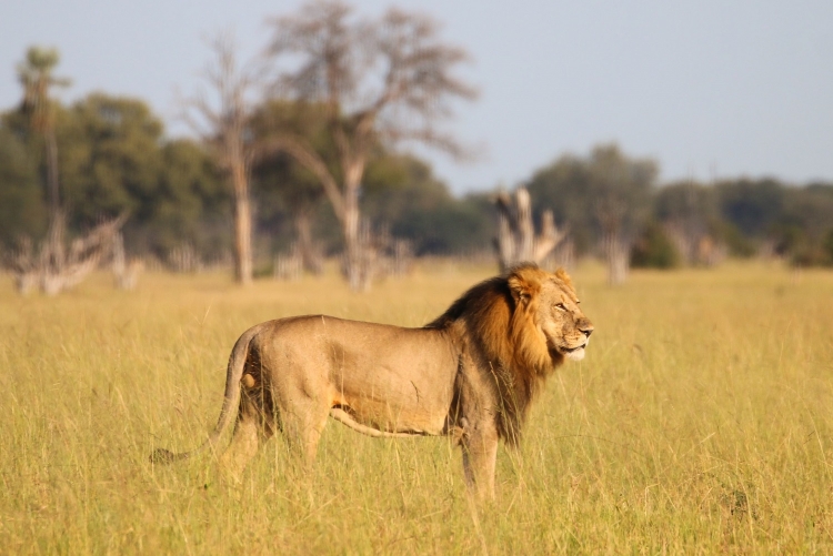 Safari Hwange Zimbabwe