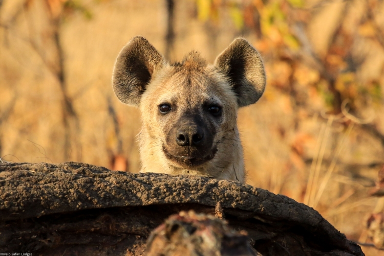 Une jeune hyène en safari à Hwange