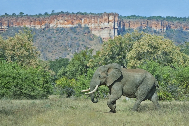 Safari Zimbabwe : Gonarezhou signifie "lieu des éléphants"