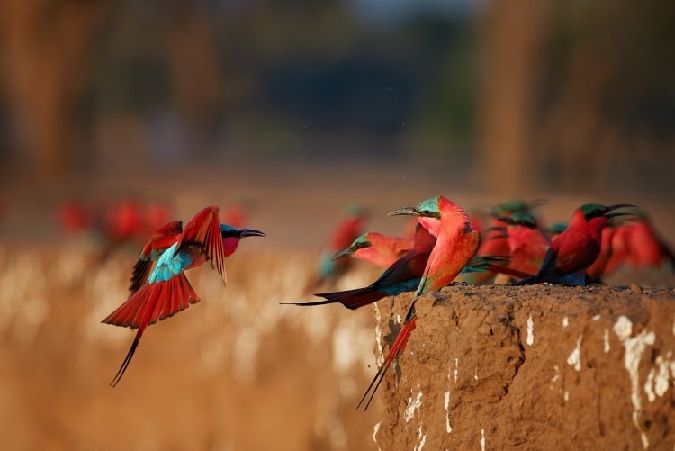 Safari ornithologique Zimbabwe