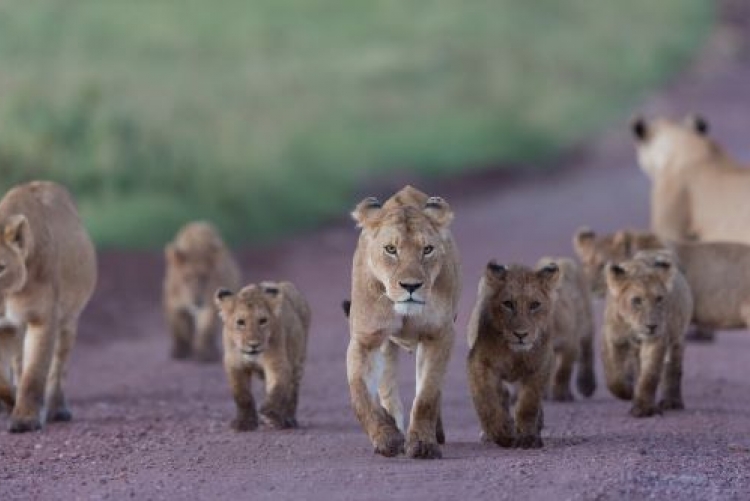 Safari en Afrique "Roi Lion" 