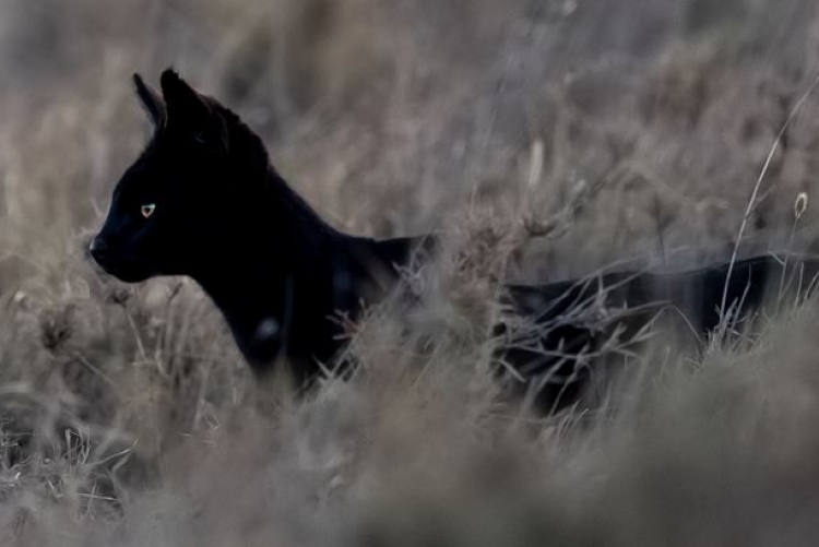 Manja, le chat sauvage mélanique de la région de Namiri Plains au Serengeti