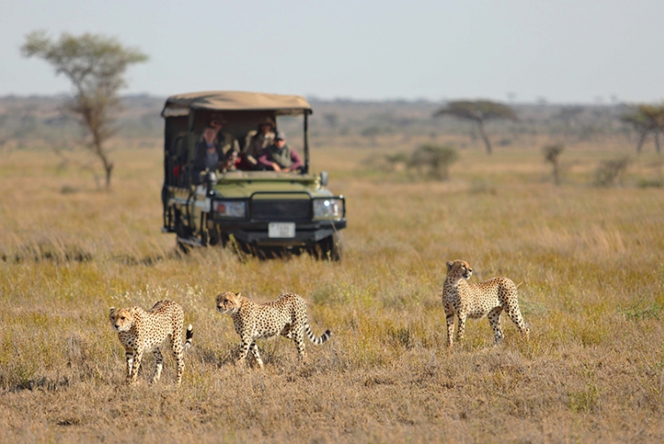 Safari Afrique agence de voyage 