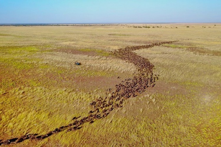 Safari Zambie
