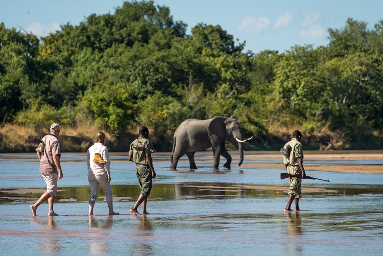 Safari en Zambie