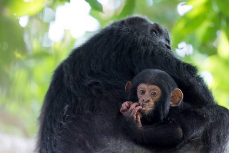 Chimpanzés de Greystoke Mahale Mountain en Tanzanie