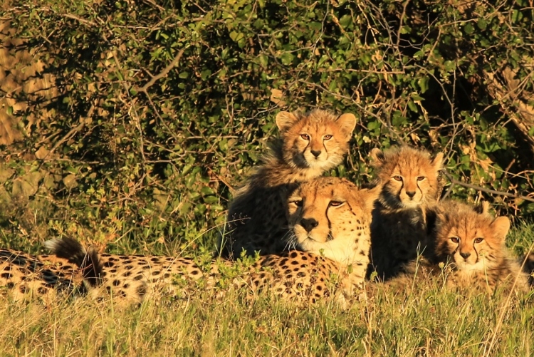 Guepards à Bomani, région de Hwange, safari Zimbabwe