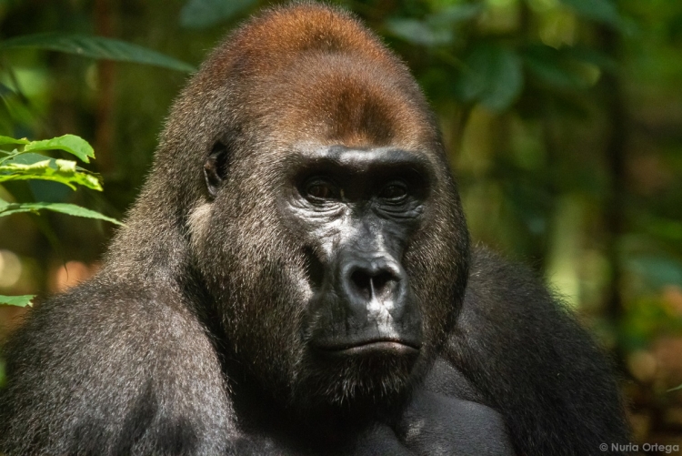 Trek Gorilles des Plaines au Congo