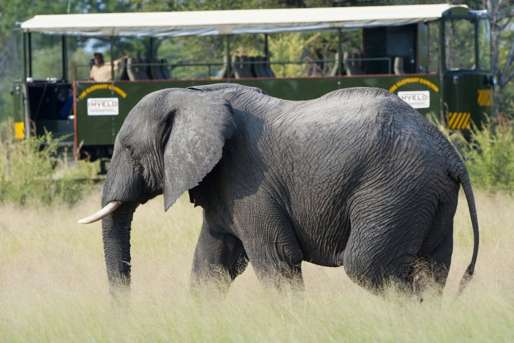 Animaux parc de Hwange Zimbabwe