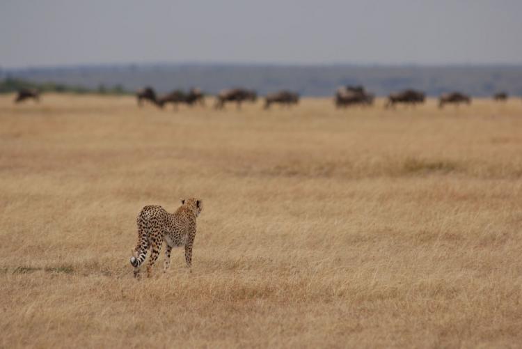 Guépard en chasse dans la région de Lamai Serengeti Camp