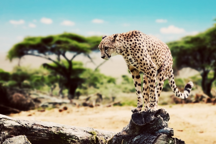 Voyage Tanzanie safari sur mesure
