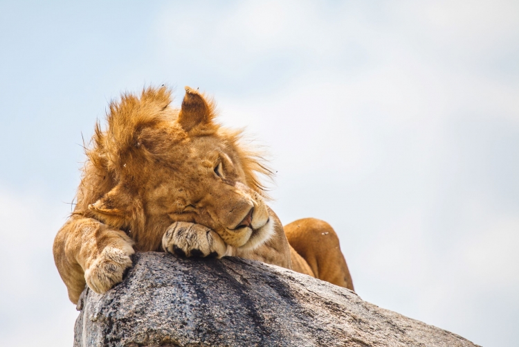  Roi Lion Kenya 
