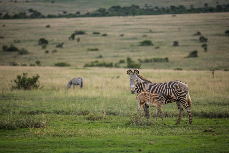 Circuit safari sur mesure Kenya