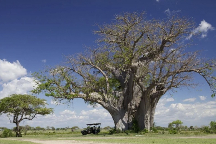 Baobab du parc de Nyerere