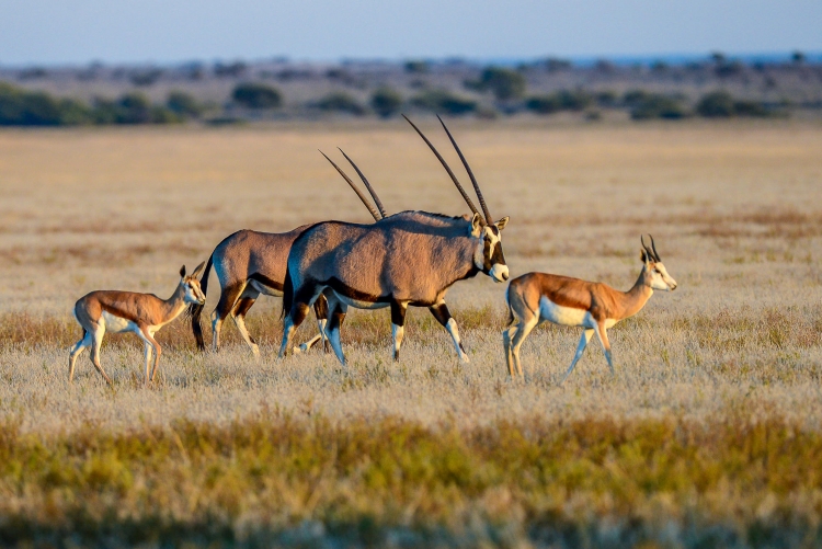 Safari CKGR Central Kalahari Game Reserve