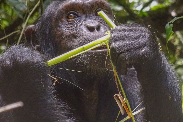 Chimpanzé de Schweinfurth à Kibale Forest (voyage Ouganda)