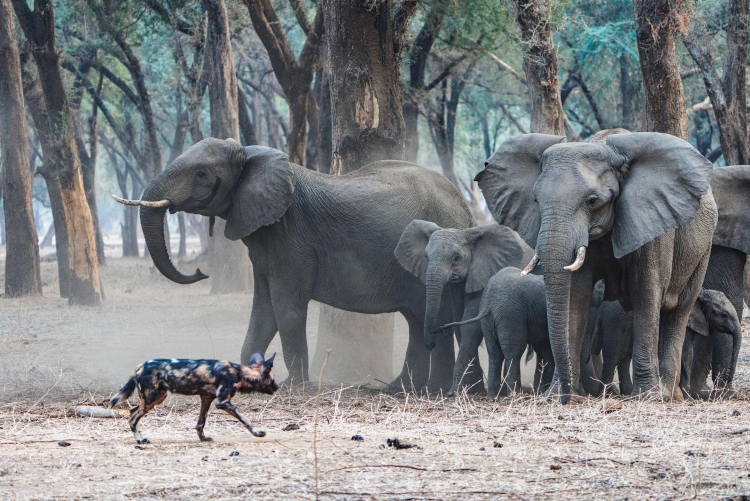 Safari Lower Zambezi éléphants et chiens sauvages