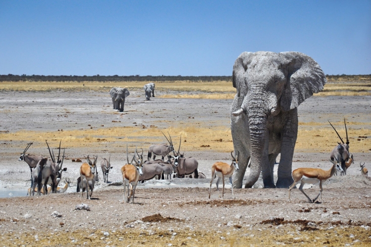 Namibie voyage en transport en commun