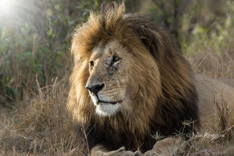 En safari à Porini Lion camp, safari écotourisme Kenya