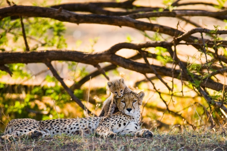Voyage Tanzanie safari privé ou petit groupe
