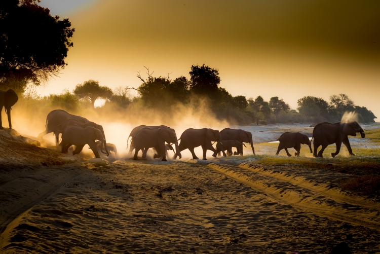 Safari à Chobe, fameux parc du Botswana