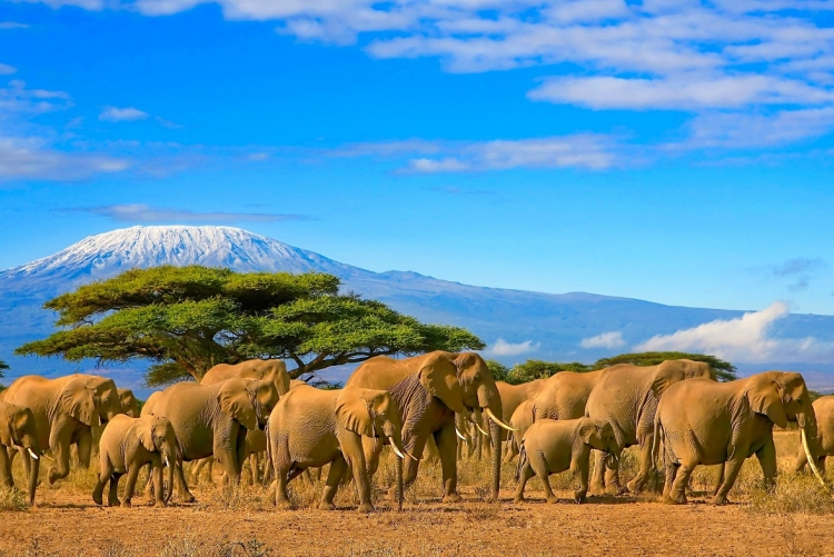  Kilimandjaro voyage
