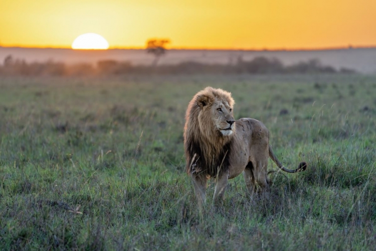 Rencontre avec le roi de la savane au Masai Mara (Kenya)
