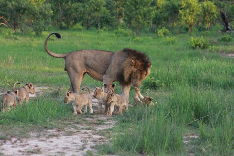Meute de lions au parc de Kafue, en Zambie