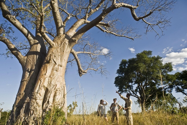 La Zambie est considérée comme le berceau des safaris à pied