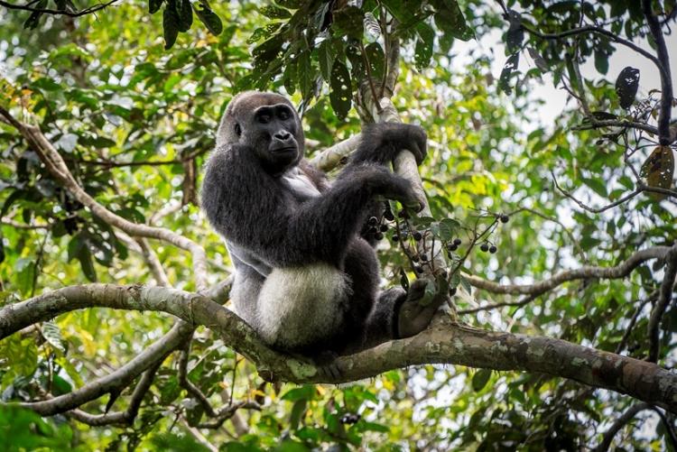 Gorille Congo Brazzaville