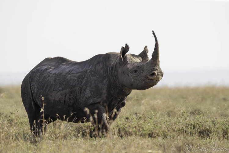 Rhinocéros à Ol Pejeta, sanctuaire des rhinocéros d'Afrique de l'Est