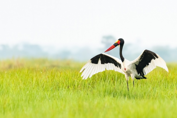 Ouganda voyage ornithologique - Saddle Bill
