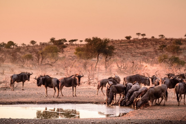 Safari en Tanzanie avec guide privé 
