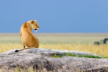 Safari en Tanzanie conseil pour voyage authentique