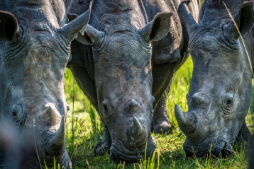 Rhinoceros - Safari en voyage en Ouganda