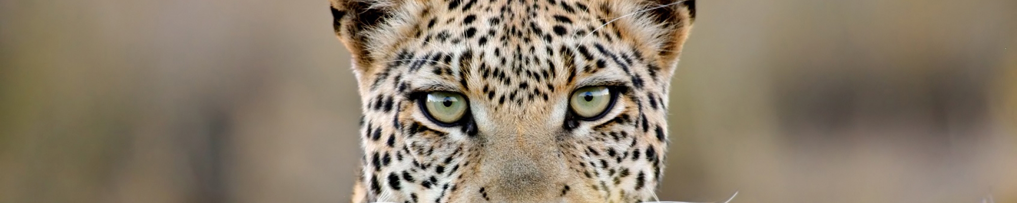 Safari Zambie, le pays des léopards  et des safaris à pied !